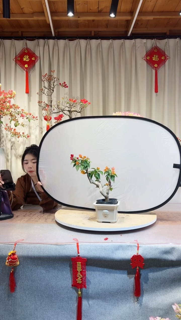 【闪购商品】盆景三角梅