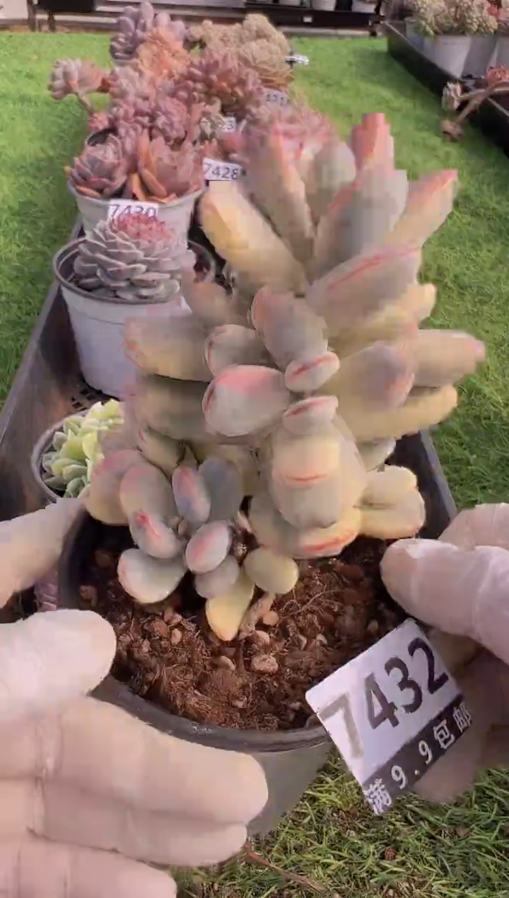 【闪购商品】信福多肉一物一拍