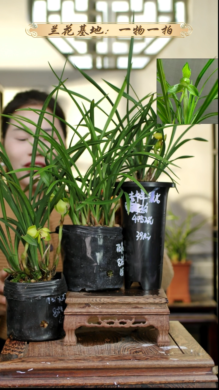 完全开放向天荷+吉祥金龙+张荷素