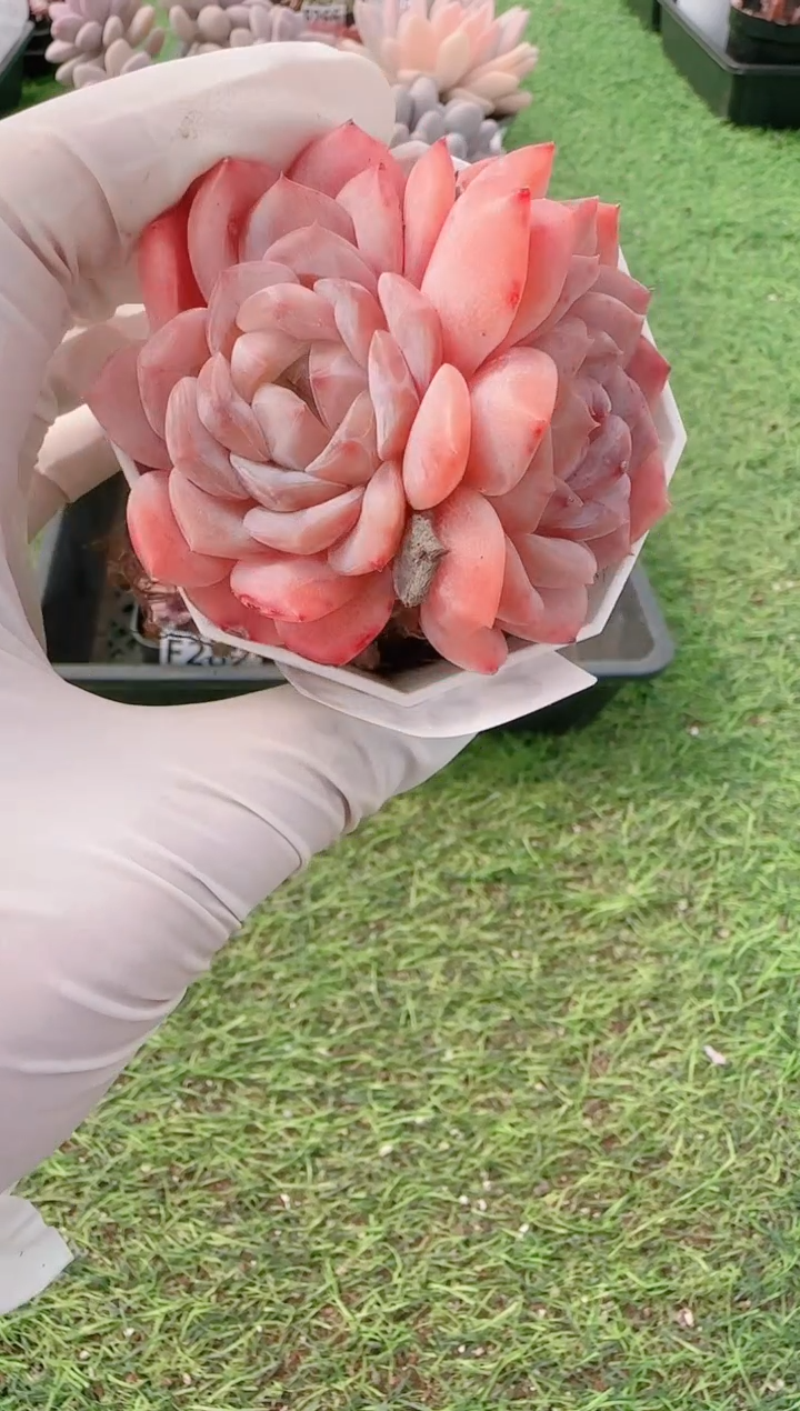 【闪购商品】梦会多肉一物一拍