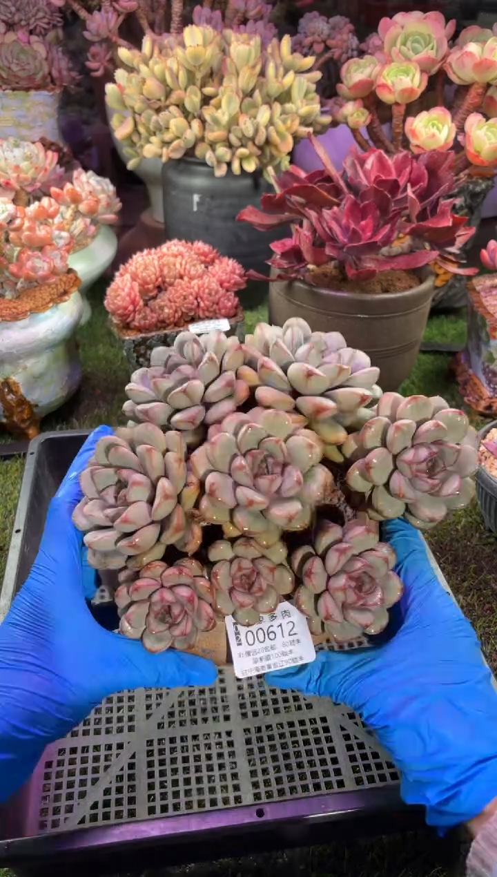 【闪购商品】00612