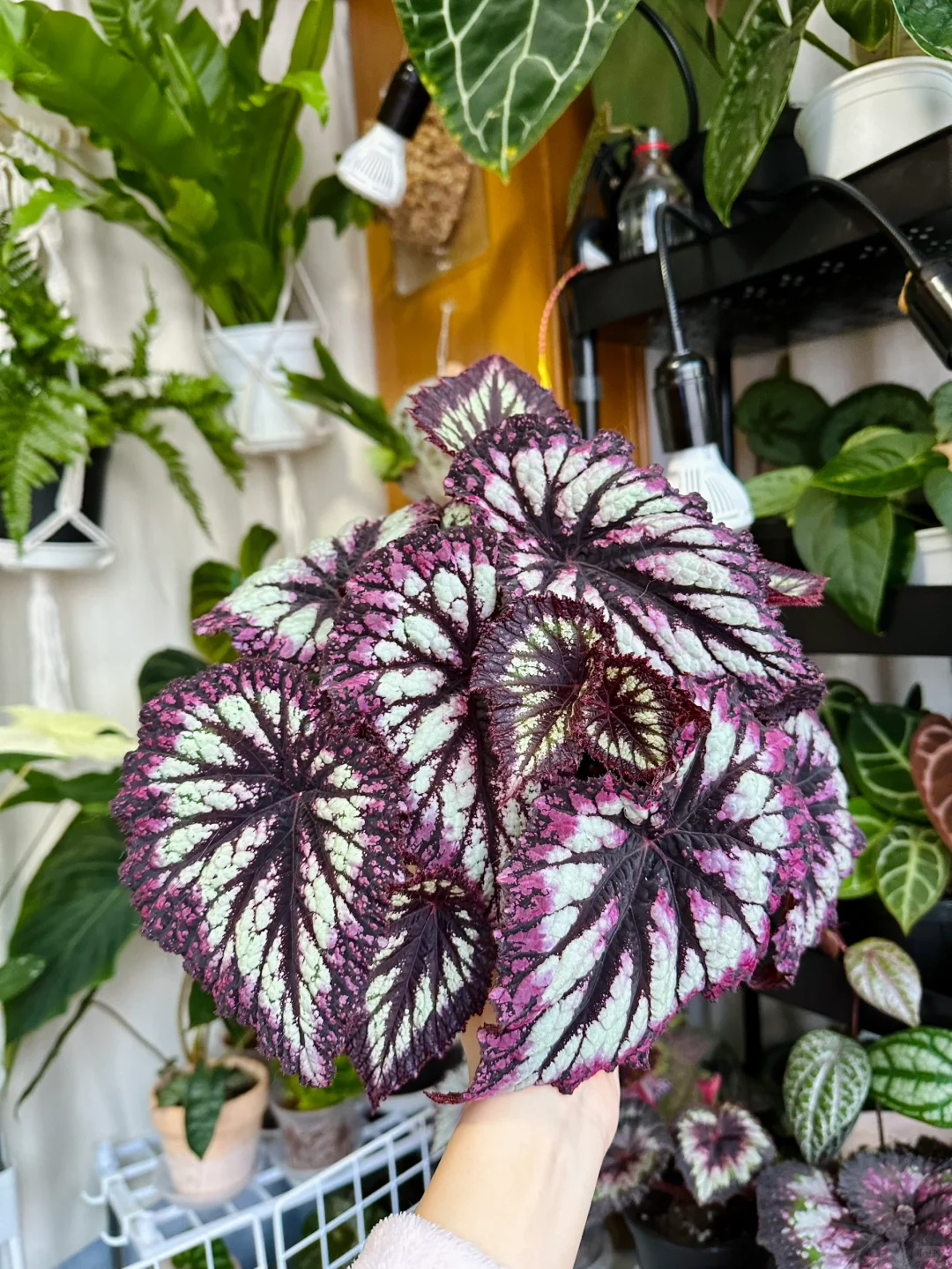 烟火秋海棠热植优选盆栽含盆带土适合室内好养美观