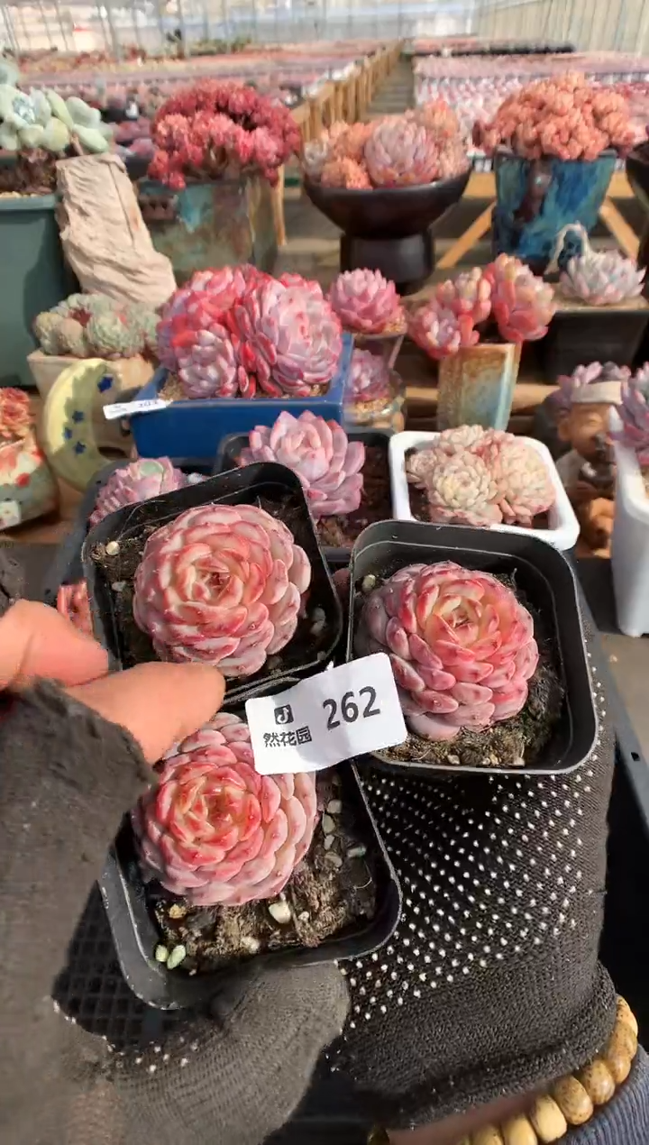 【闪购商品】262白胖三棵一物一拍