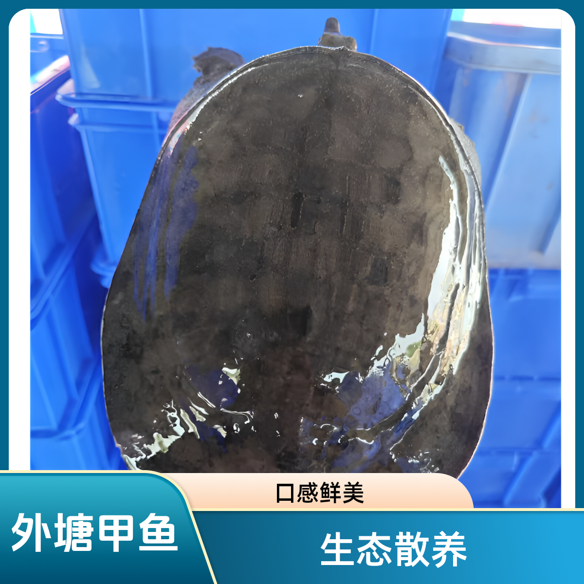 一物一拍，老鱼改价