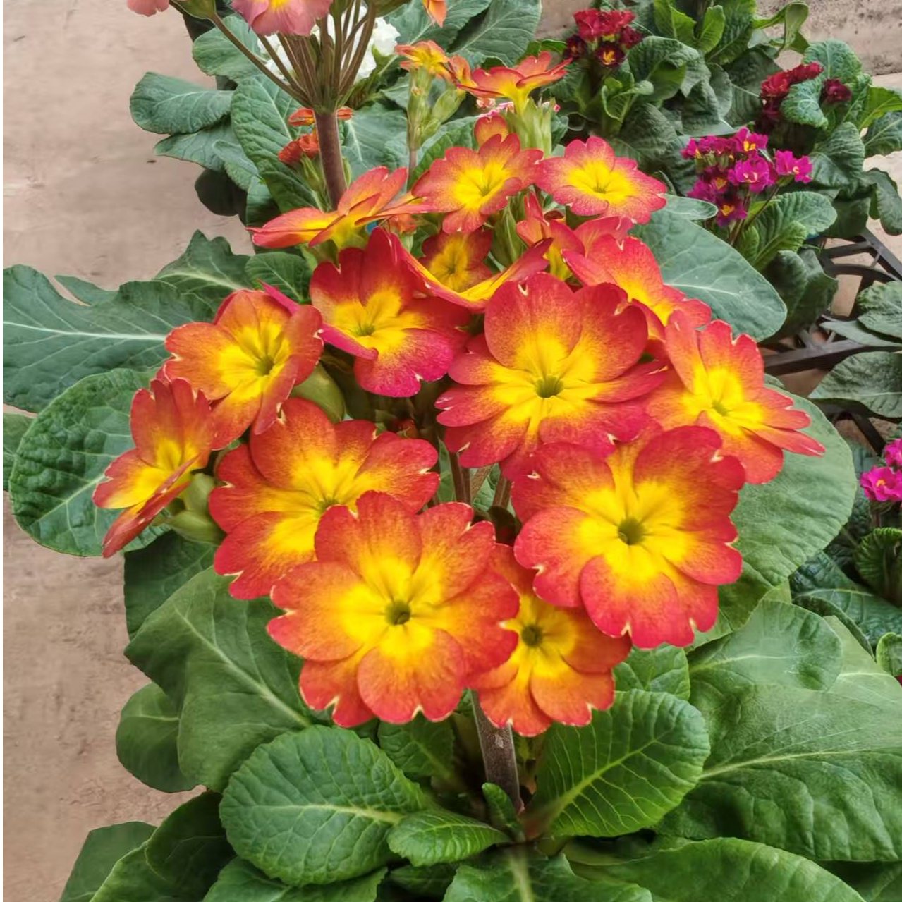 流霞 缤纷大厂出品 f1代种苗报春花盆栽耐寒年宵花卉好养活阳台