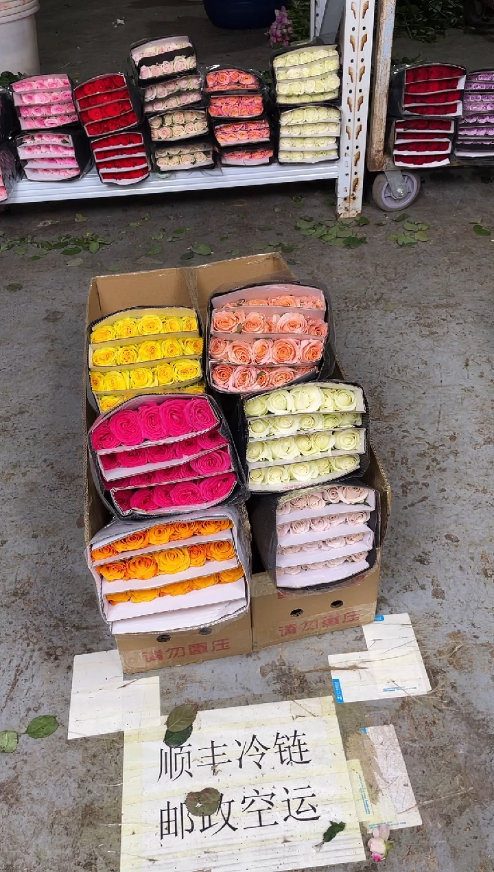 单头玫瑰60枝( 任意3个品种）