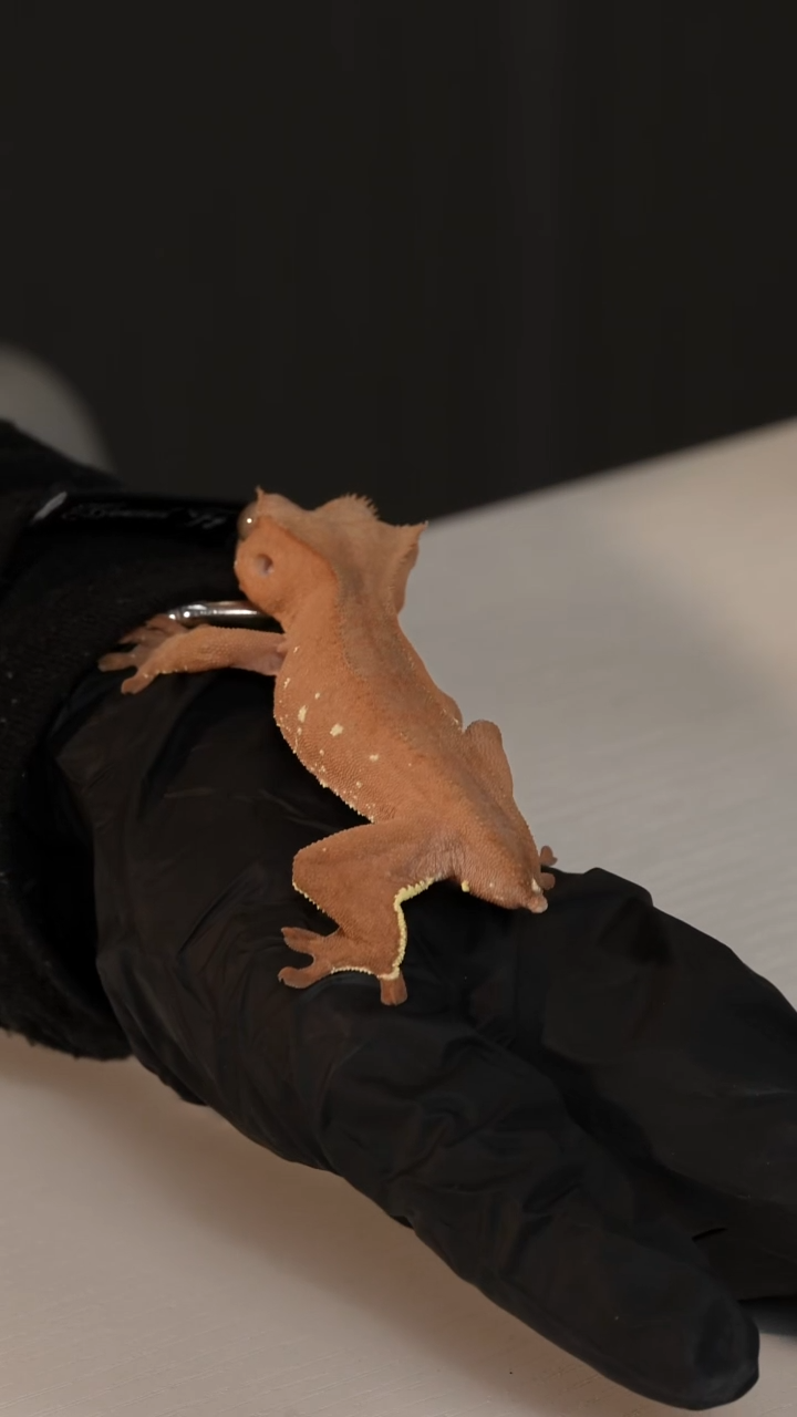 睫角守宫双红波点母16.5克2断尾