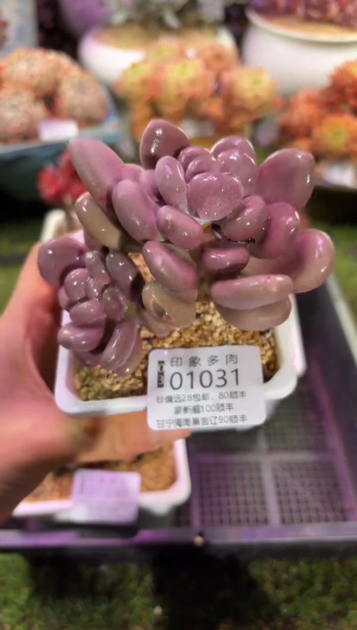 【闪购商品】01031
