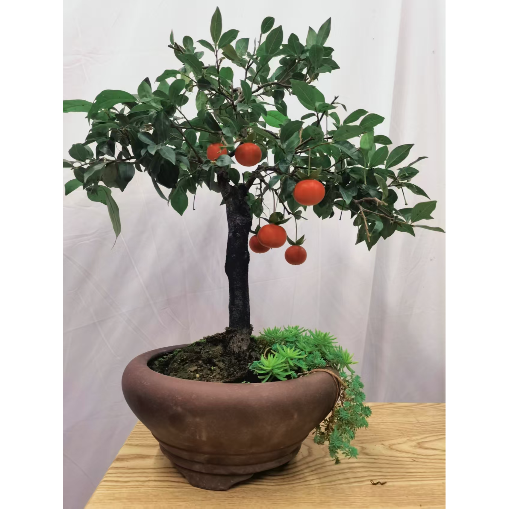 金弹子盆景开花结果四季长青一物一拍