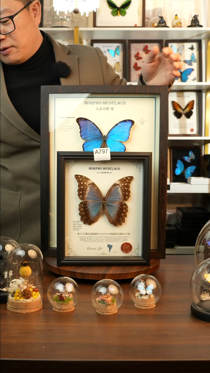 大蓝闪雌蝶-英文（10寸欧式黑框）A797