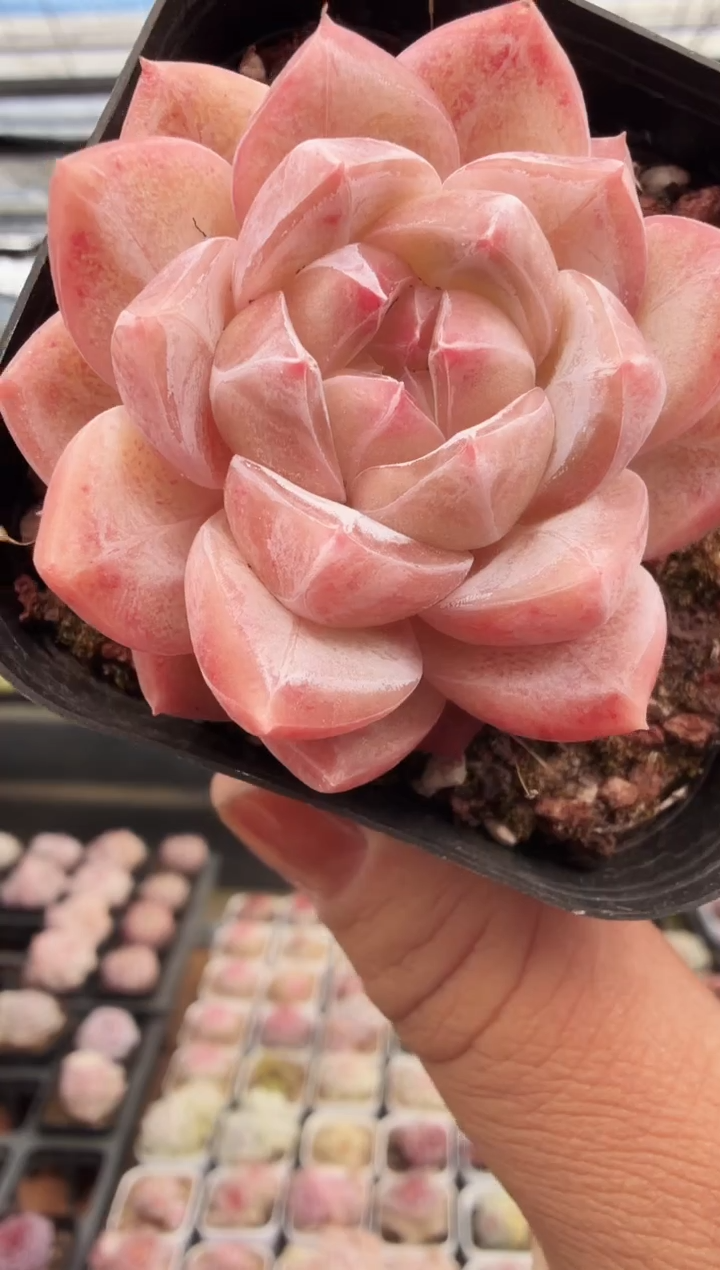 东云多肉园新款-269