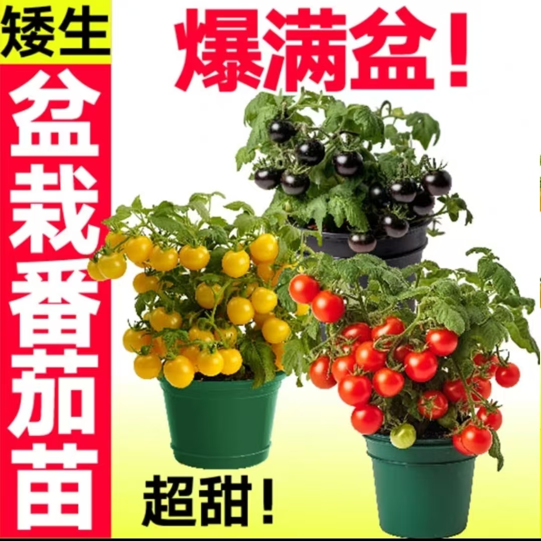 【正版矮生小番茄】矮生小番茄红色黄色小番茄种植简单高产盆栽苗