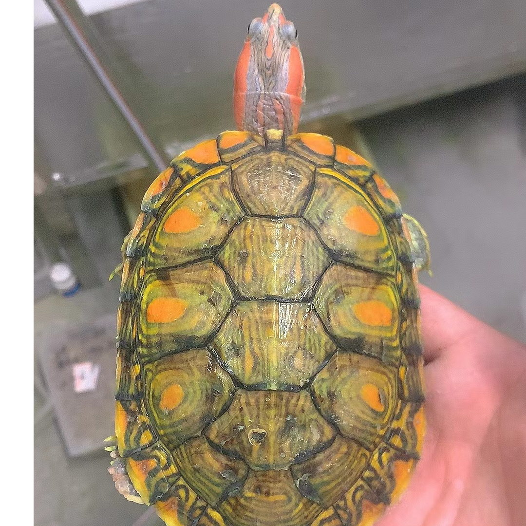 直播选龟宠物变异巴西龟