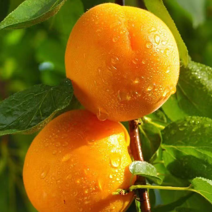 【东胜同城送】大黄杏480g～500g杏同城配送杏子同城送