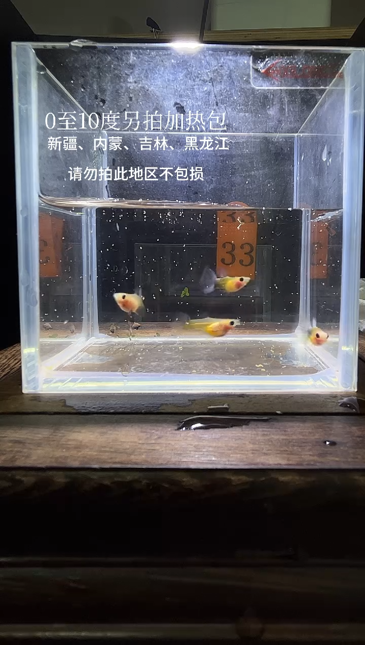 孔雀鱼黄肉蓝礼服玻璃猫普通体33