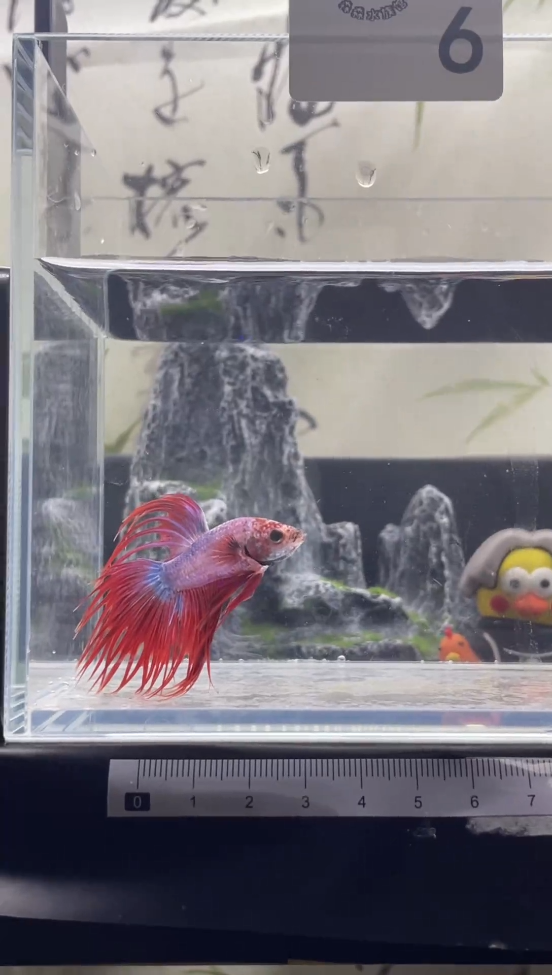 斗鱼精品泰国斗鱼A6