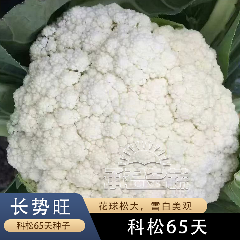 正品一代杂交种高产松花菜种子青梗白花菜种籽花椰菜西兰花菜种孑