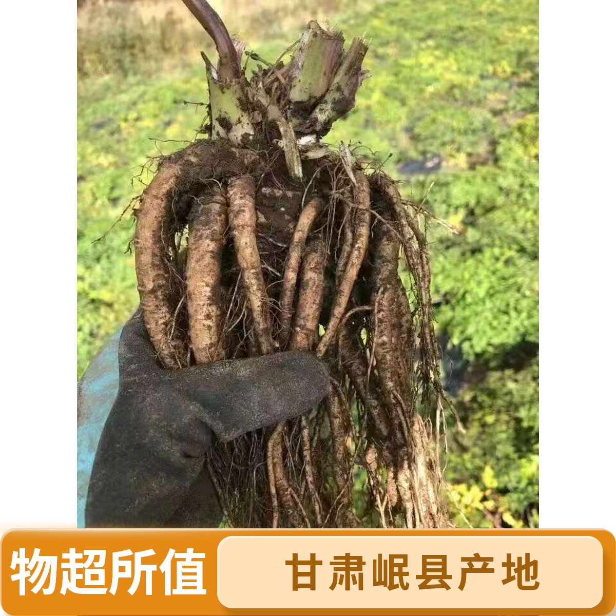 甘肃岷县高海拔新鲜采挖当归可煲汤炖肉