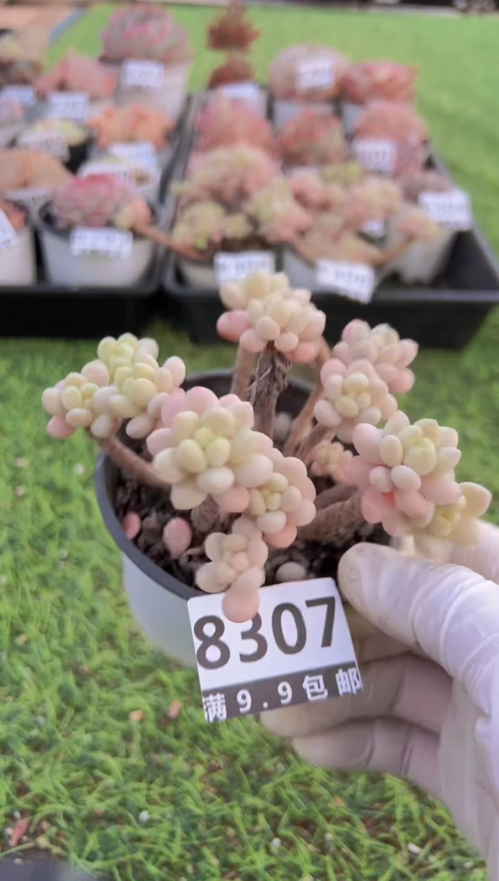 【闪购商品】信福多肉一物一拍