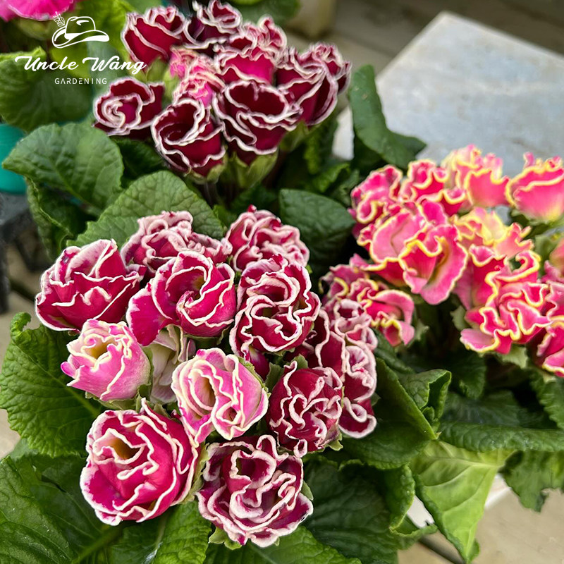 种花王大爷 玫瑰报春阳台花园庭院草本花卉盆栽