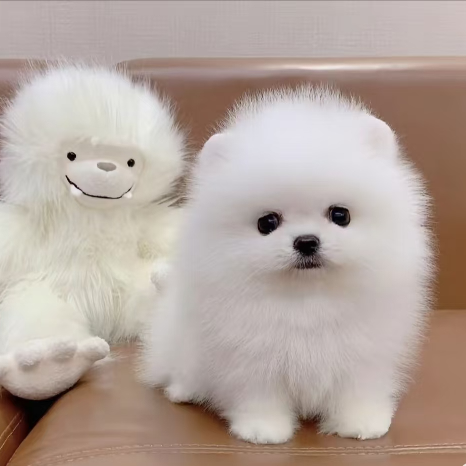梓扬宠物博美茶杯犬通用链接