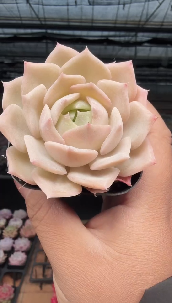 东云多肉园新款-517