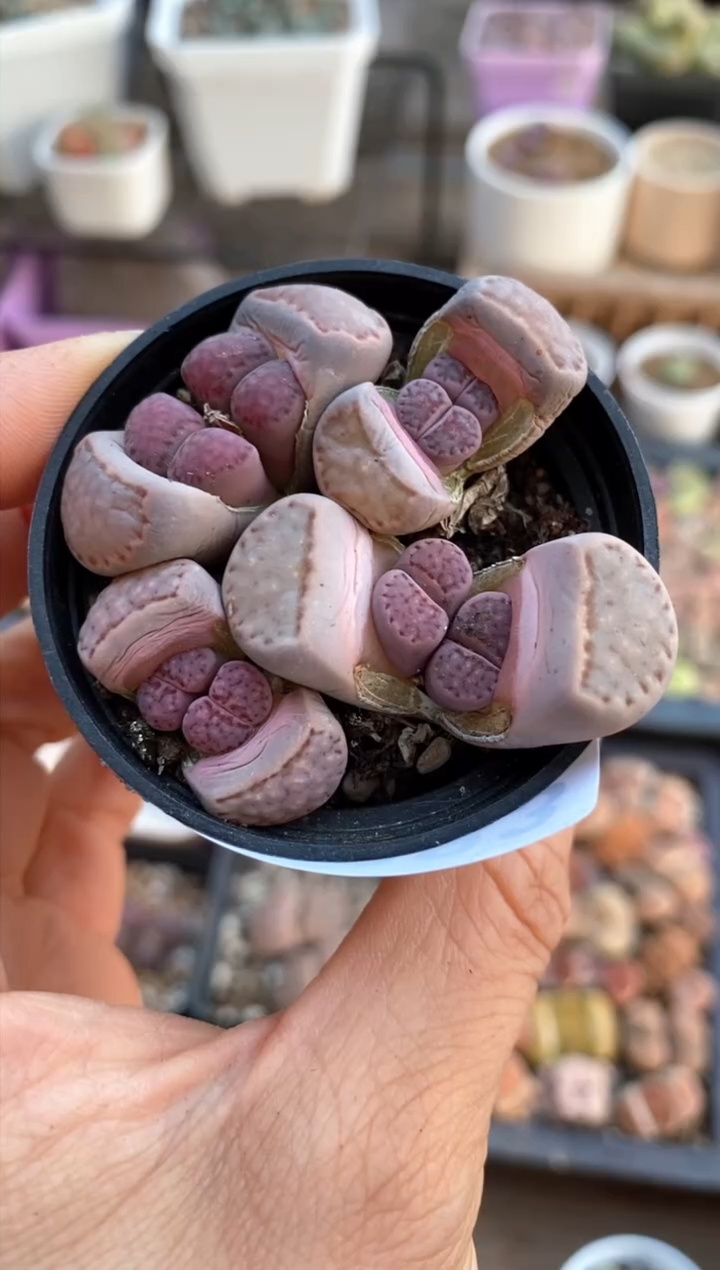 【闪购商品】6383直播一物一拍