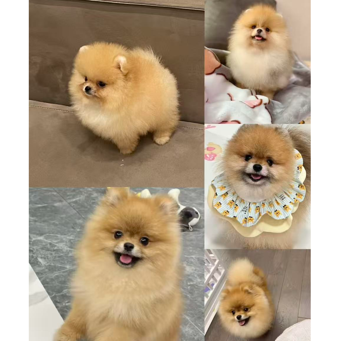 纯种黄博美幼犬小型犬 标体 小体 茶杯体 活体宠物狗狗 岫流