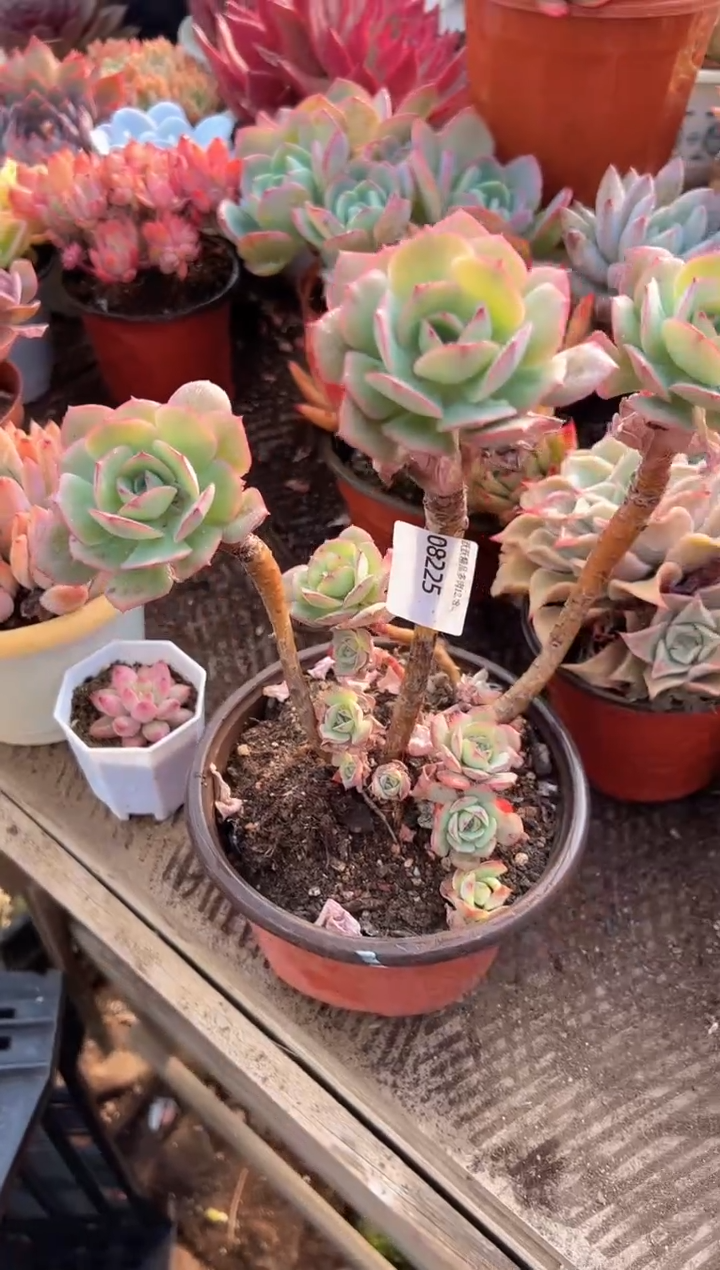 ?**?阿迷洲多肉花卉08225