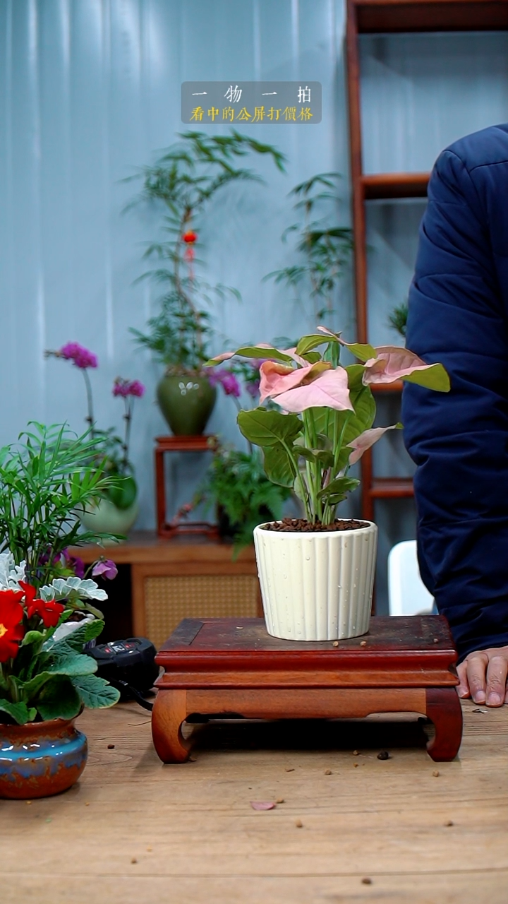 完全开放空常春藤255