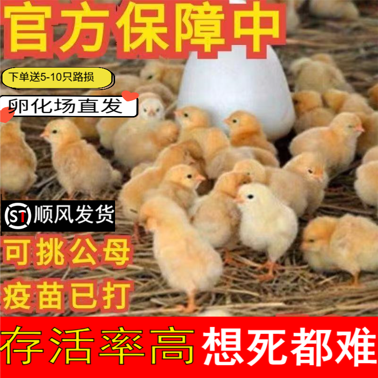 活鸡批发活体好养好喂顺丰发货芦花价格便宜孵化场直发成活率高