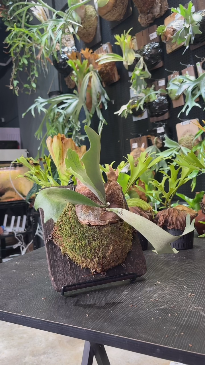 完全开放nook孢播爪哇