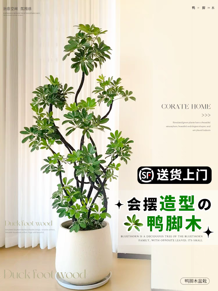 室内绿植 老桩造型鸭脚木 