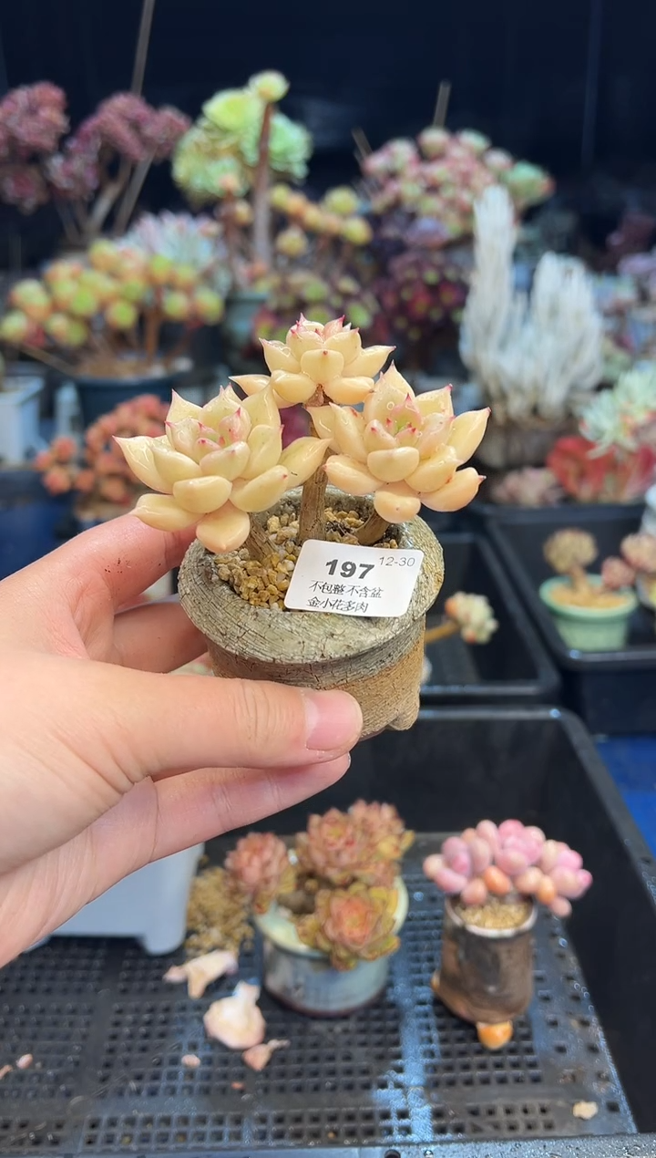 【闪购商品】197不带盆