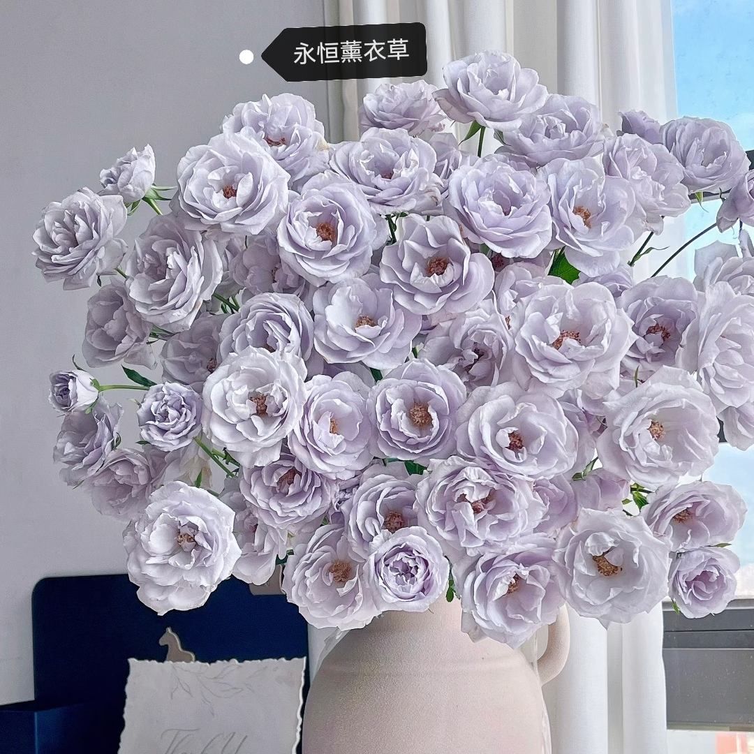 【迪瑞特】多头玫瑰新品稀有品 云南基地直发玫瑰家用鲜花