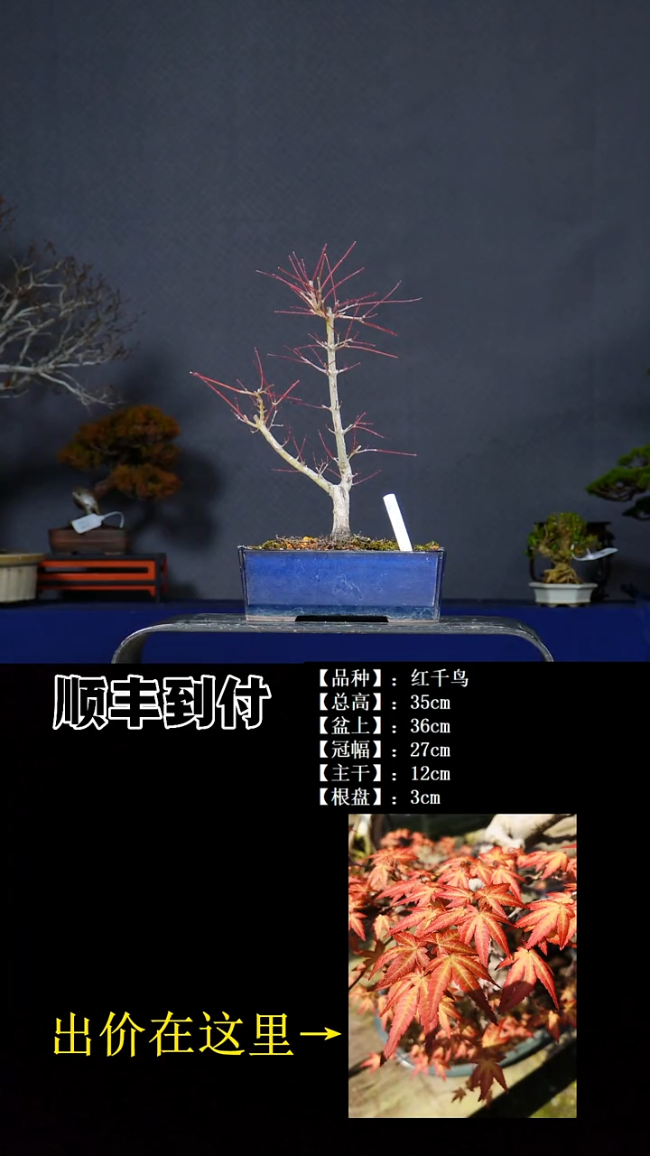 无花朵红千鸟bubaoyou