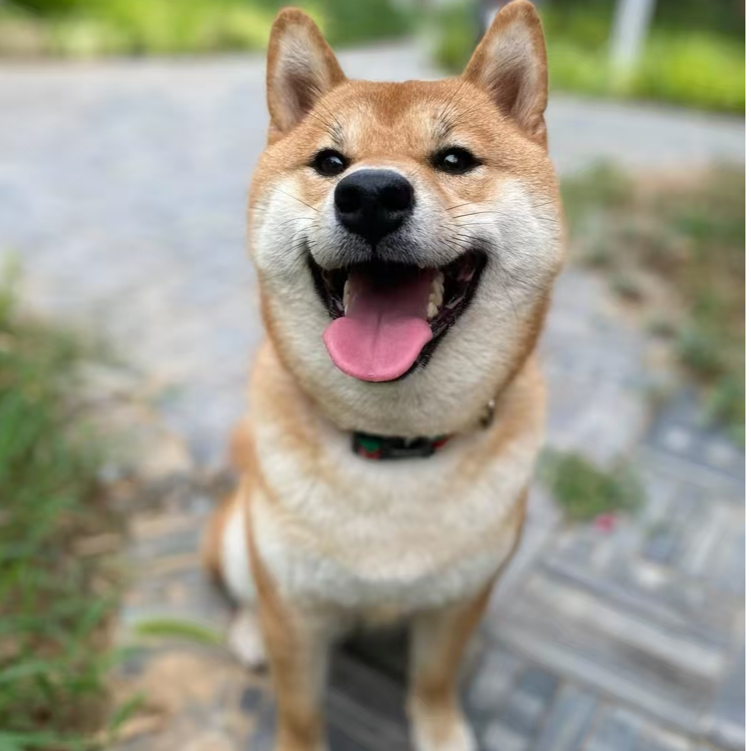 （柴犬优选）狗狗活体