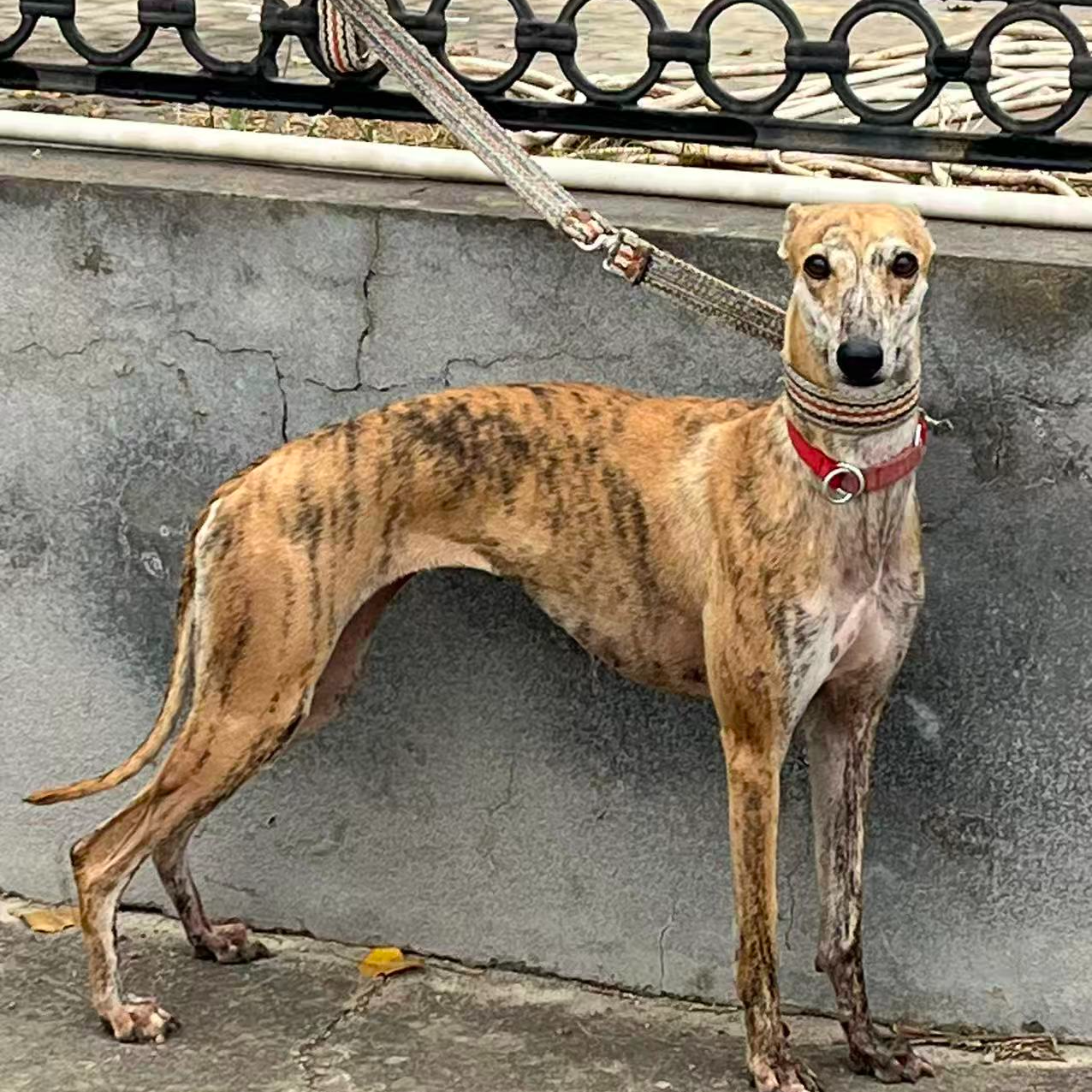 【猎兔犬业】狗狗活体链接