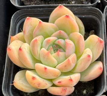 多肉植物糖心珍妮1颗