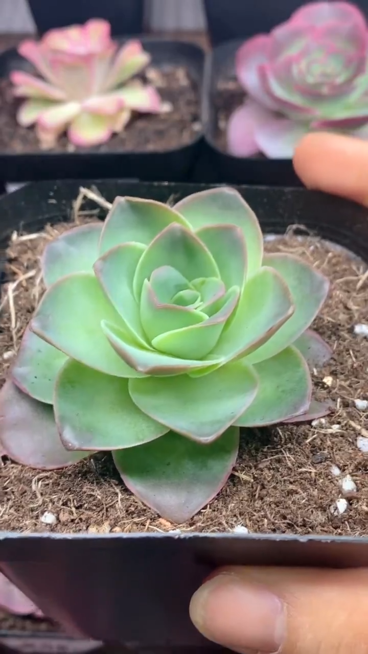 楹楹山地玫瑰/1111