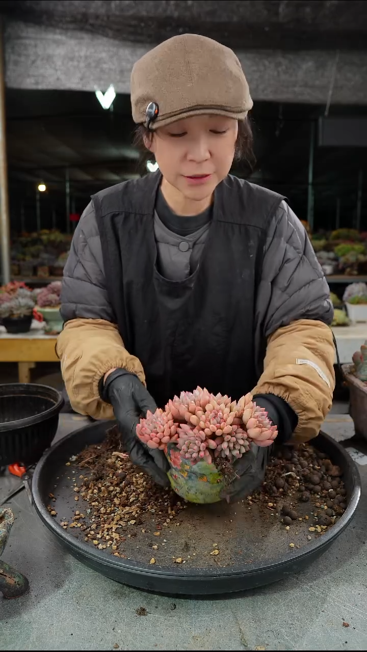 岩字群          肉