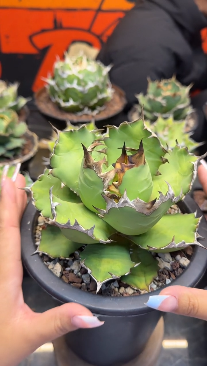 【闪购商品】姬仁王冠龙舌兰