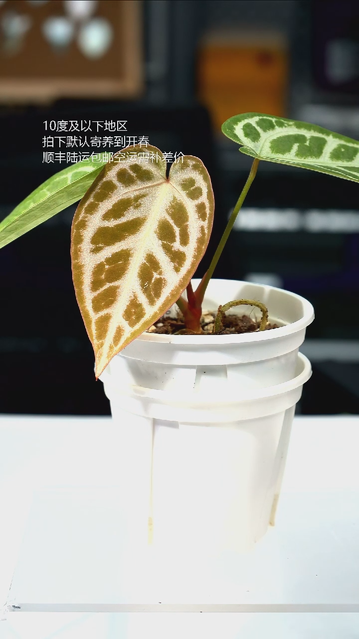 完全开放05-闪烁2.0 01