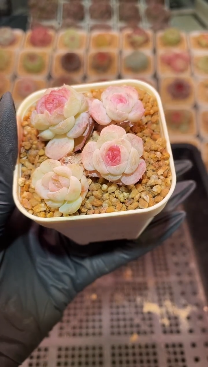 闪购1060 小乔群多肉一颗   