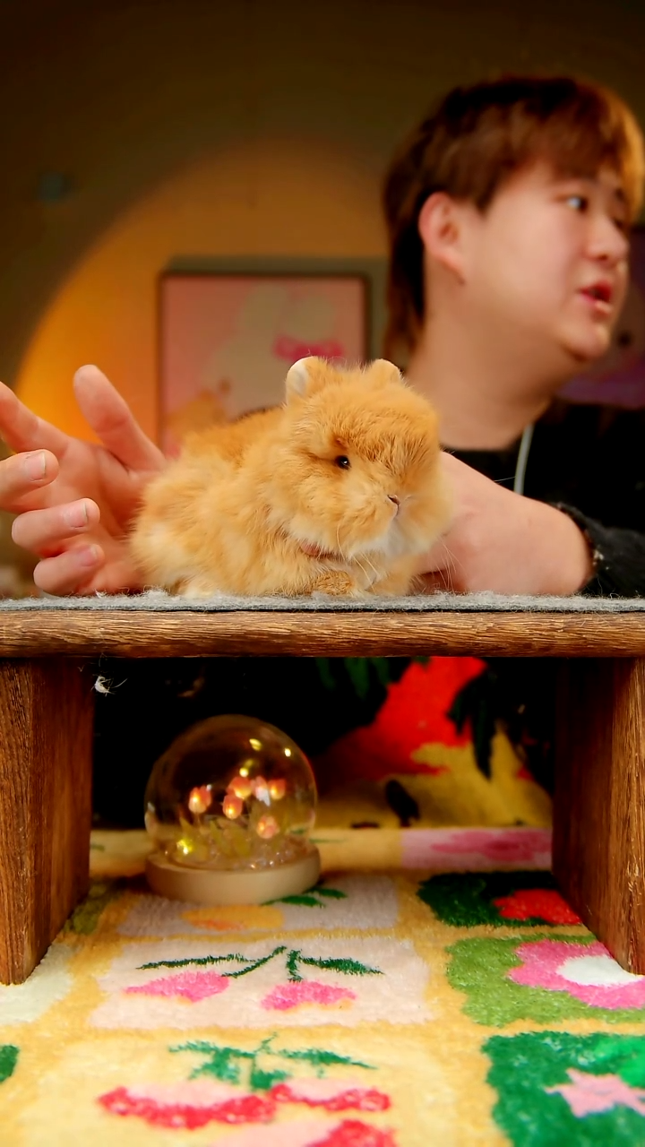 双血统侏儒兔双血统侏儒兔