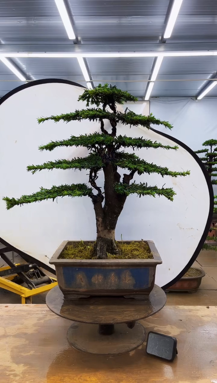 无花朵一物一拍，所见即所得