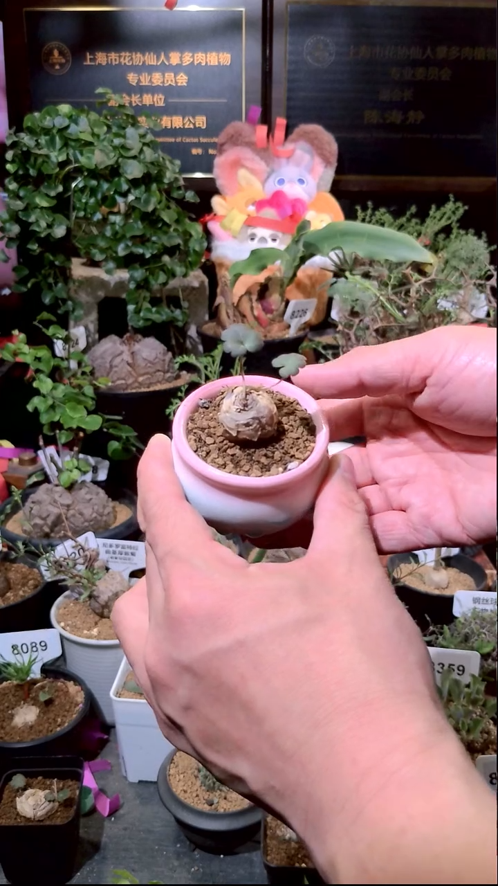 号0103精品植物粉花肾叶洋葵  