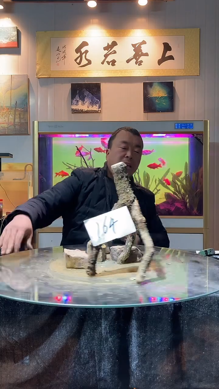 164号天然黄栎木一体高32适合30-40方缸