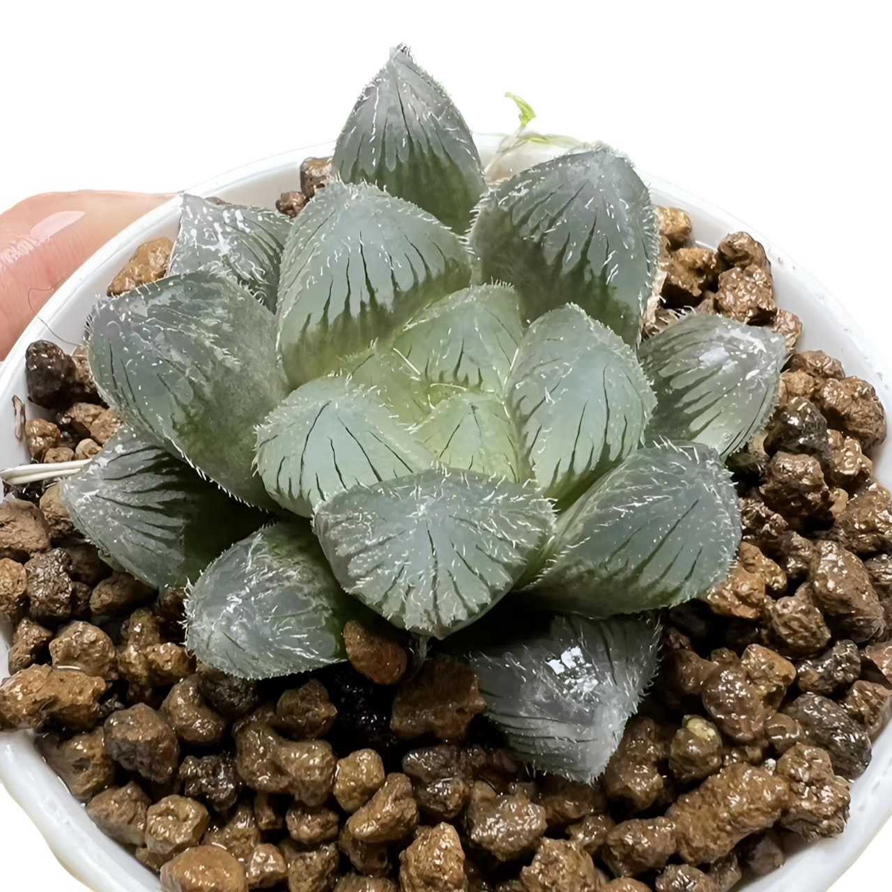 大窗史努比十二卷新手好养多肉植物根系带土原盆栽培种植拍下发 