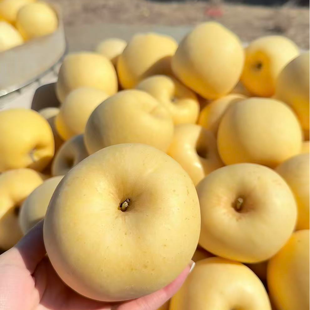 【产地直发】山东烟台栖霞黄金奶油富士丑苹果新鲜当季脆甜多汁